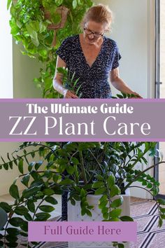 the ultimate guide to zz plant care full guide here