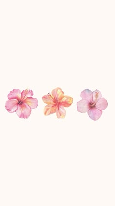 three pink flowers on a white background