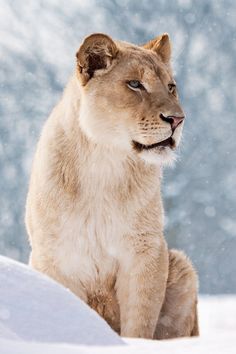 a mountain lion sitting on top of snow covered ground