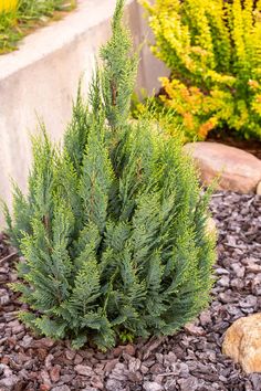 a small green plant sitting in the middle of a garden