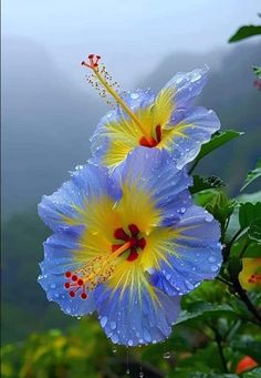 two blue and yellow flowers with water droplets on them, in front of mountainside