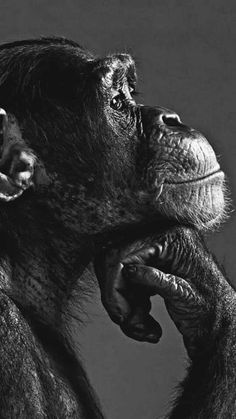 a black and white photo of a chimpan holding its hand to his face