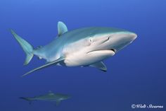 two sharks swimming close to each other in the ocean