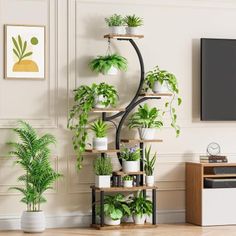 Hanging Potted Plants, Plant Display Ideas