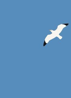 a seagull flying in the blue sky