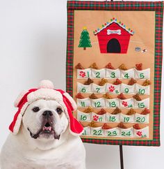 a white dog wearing a santa hat next to a christmas themed wall calendar with dogs on it