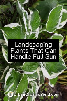 some white and green plants with text overlay that reads landscaping plants that can handle full sun