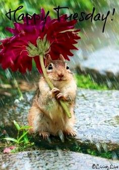 a squirrel with a flower in its mouth and the words, i'll bring the umbrella