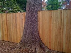 a tree that is next to a fence