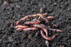 worms crawling in the soil on top of each other's head and legs,