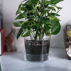 a potted plant sitting on top of a counter