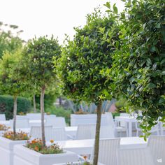 several white tables and chairs with trees in them