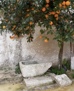 an orange tree with fruit growing on it