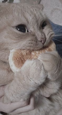 a close up of a cat holding something in its mouth