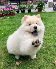 a small white dog sitting in the grass with its paws on it's chest