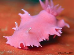 a pink sea slug on an orange surface