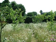 a field full of white and pink flowers with trees in the background