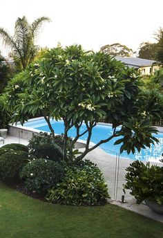 an outdoor swimming pool surrounded by trees and shrubs