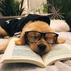 a dog wearing glasses and reading a book