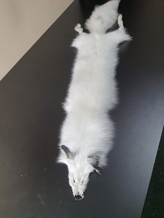 White fox pelt are very beautiful, fluffy and silky. The fox skin has an excellent, elastic dressing dressing. This is the real fur of the Finnish Arctic fox, she has very tall hair. The fox hides are 41 inches (105 cm) from the tip of the nose to the base of the tail or 53 inches (135 cm) with the tail, the width of the fox skin is 7 inches (18 cm). Furry skins have a tail and a snout. Fur hides are very high quality from auction SAGA Fur. This is the natural color of the fox fur, so the fur ha Tall Hair, Arctic Fox, The Fox, Real Fur, Black Stripes, Natural Color, The Back