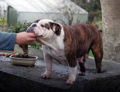 a person feeding a dog food out of a bowl