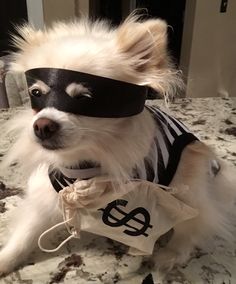 a small white dog wearing a black and white mask on top of a countertop