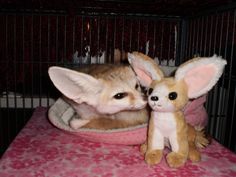 two small stuffed animals are sitting in a cage on a pink tablecloth covered surface