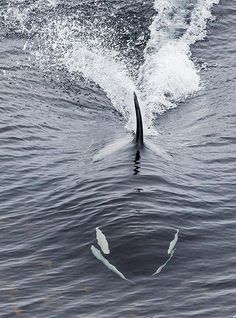 a large black and white animal in the water with it's tail sticking out