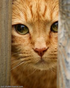 an orange cat with green eyes peeking out from behind a wooden fence or door, looking at the camera