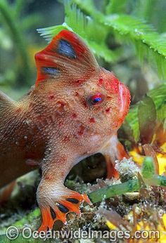 a close up of a fish in an aquarium