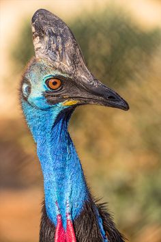 the head and neck of an emu bird with long, curved feathers on it's head