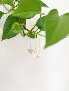 a plant with leaves and two dangling earrings on it