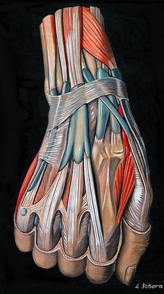 Hand Anatomy, Hand Therapy, Medical Anatomy, Anatomy Physiology, Anatomy Study, Medical Art, Body Anatomy, Scientific Illustration