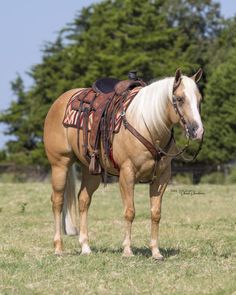 a brown and white horse standing on top of a grass covered field next to trees