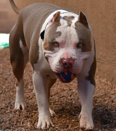 a brown and white dog with a ball in its mouth standing on the ground next to a wall