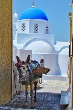 a donkey standing in front of a building with a blue dome