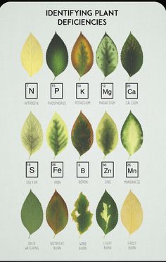 an image of different types of leaves on a white background with the words identifying plant deficies