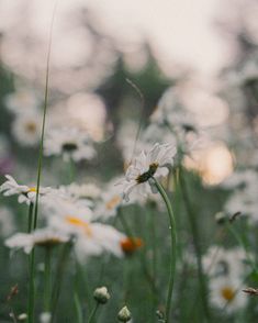 white daisies and other wildflowers in a field