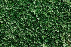 the top view of a green hedge with lots of leaves on it's sides