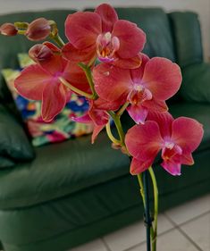 red orchids are in a glass vase on the floor next to a green couch