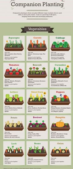 an info sheet showing the different types of vegetables and how they are grown in them