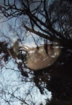 the reflection of trees and sky is seen through a window with no people in it