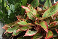 a close up of a plant with red and green leaves