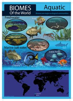 the biomes of the world poster with marine animals and their names in blue water