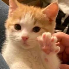 an orange and white kitten is sitting on someone's lap with its paw in the air