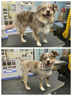 two pictures of a dog standing on top of a table