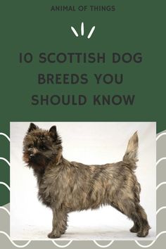 However, we will be discussing Scottish dog breeds in this article.