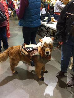 a brown dog wearing a vest and boots standing next to a person in a crowd