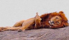 a lion laying on top of a large rock next to another animal's head