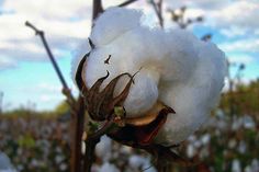 a cotton plant with white flowers in the foreground and blue sky in the background